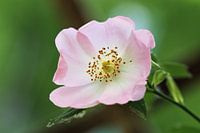 Dog rose (Rosa canina)