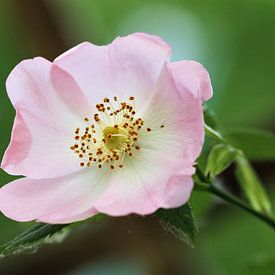 Rosier des chiens (Rosa canina) sur Beatrice Heinze