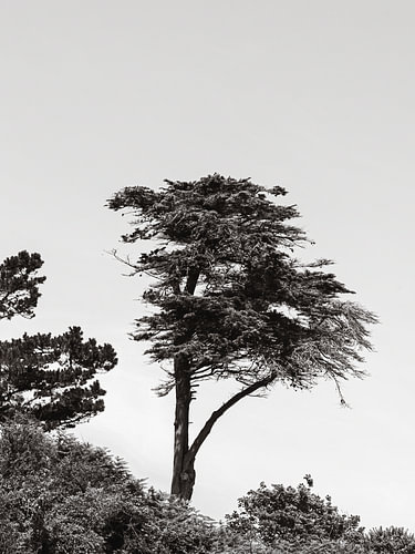 Lonesome Tree
