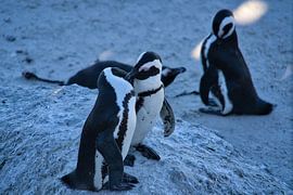 Affectionate African penguins by Frank's Awesome Travels
