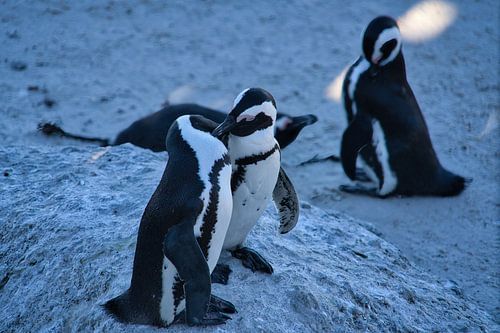 Aanhankelijke Afrikaanse pinguïns