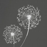 Dandelion, illustration, sketch, black and white
