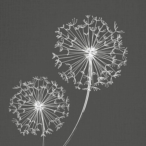 Pissenlit, illustration, croquis, noir et blanc