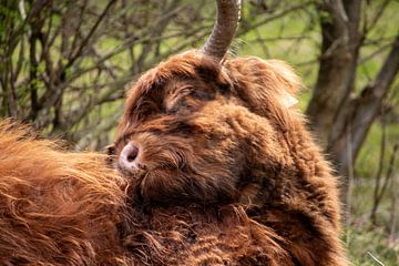 De schotse hooglander van Shot By DiVa