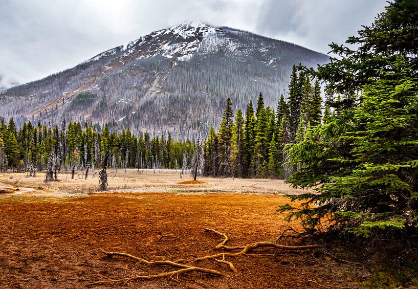 Jour de pluie dans le parc national Kootenay, Canada par Rietje Bulthuis