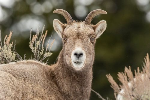 Berggeiten in Yellowstone