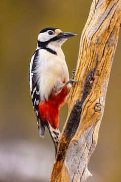 Great spotted woodpecker (Dendrocopos major) by Gert Hilbink