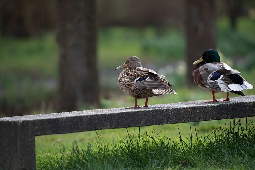 Duck and duck on the concrete bench in the park, drying. by Slavenka Arandjelovic