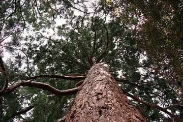 Mächtige Kiefer von unten von Rüdiger Rebmann