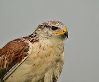 Koningsbuizerd portret