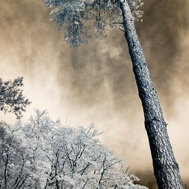 Surreal tree with golden sky infrared photo print by Hidden Light Gallery