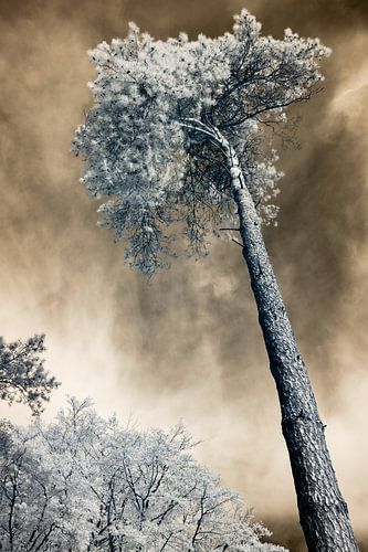 Surreal tree with golden sky infrared photo print by Hidden Light Gallery