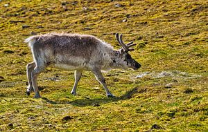 Svalbard Rentier — Svalbard-Rentier im Schnee
