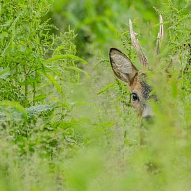 Jeune roebuck sur Frank van Middelkoop