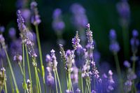 Zuid-Frankrijk, Provence, lavendelbloesems