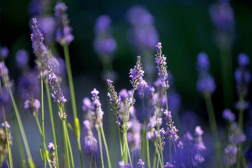 Süd-Frankreich, Provence, Lavendelblüten von Christoph Hermann