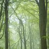 Een mistige lentemorgen in Neigembos, België van Imladris Images
