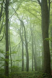 Een mistige lentemorgen in Neigembos, België