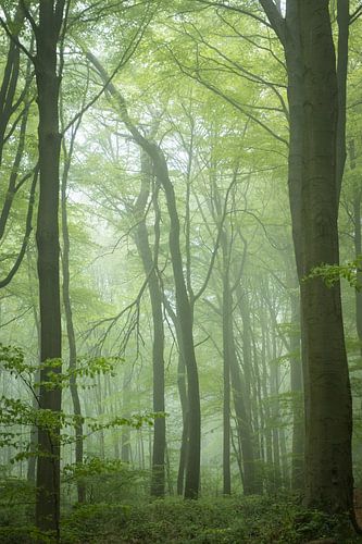Neigembos Misty Spring Morning, Belgium