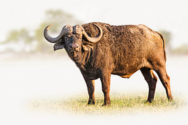 Massive Cape buffalo on grassland by Chris Stenger