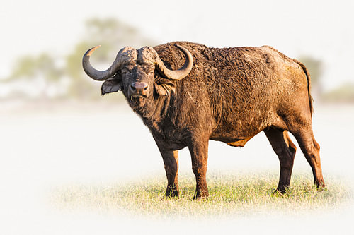 Enorme Kaapse buffel op grasland