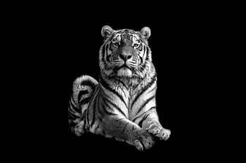 Tigre