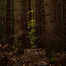 Jeunes feuilles de hêtre vert entre de vieux troncs d'arbre dans une forêt sombre, espace de copie,  par Maren Winter Aperçu
