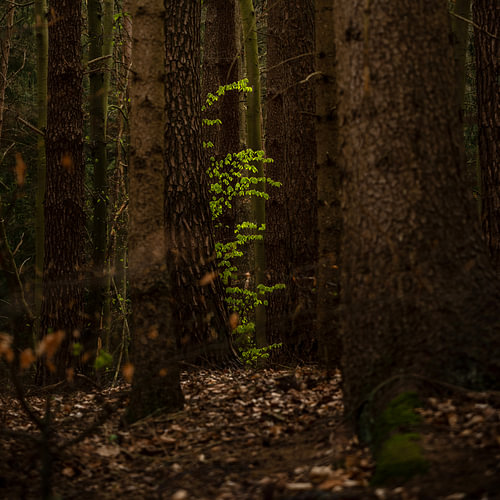 Junge grüne Buchenblätter zwischen alten Baumstämmen in einem dunklen Wald, Kopierraum, ausgewählte 