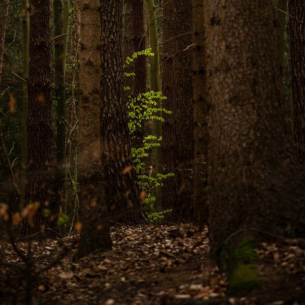 Jeunes feuilles de hêtre vert entre de vieux troncs d'arbre dans une forêt sombre, espace de copie,  par Maren Winter