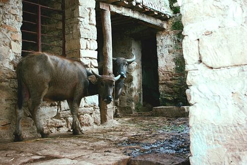 Twee koeien in Chinese boerderij