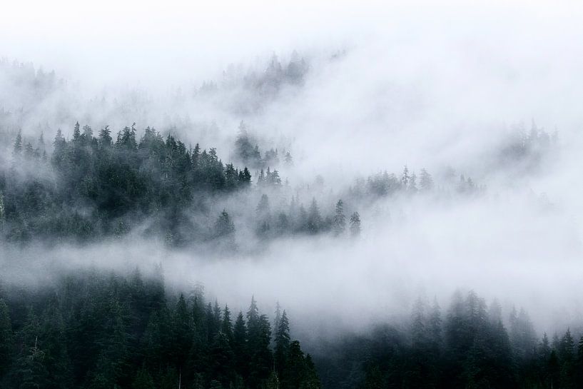 Nebel in den Gipfeln von Nathan Marcusse
