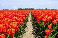 Rote Tulpen