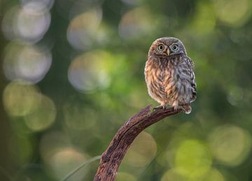 Little owl by Larissa Rand