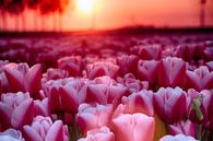 Roze tulpen van Sandra de Heij thumbnail
