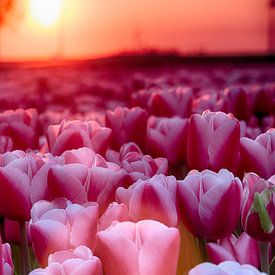 Pink tulips by Sandra de Heij