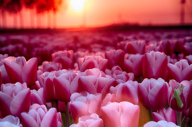 Roze tulpen van Sandra de Heij
