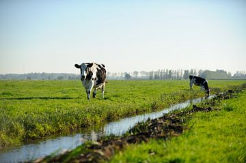 Deux vaches dans un paysage néerlandais typique sur Merijn van der Vliet