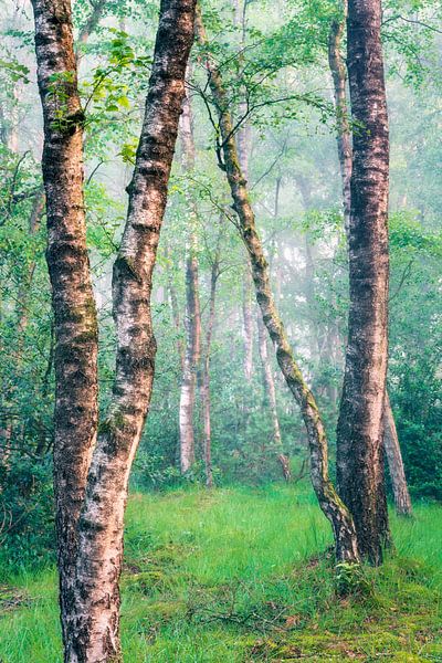 Berkenbomen op de Veluwezoom van Sander Grefte