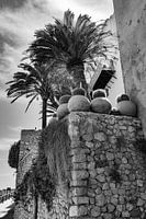 Palmbomen in Ibiza-Stad