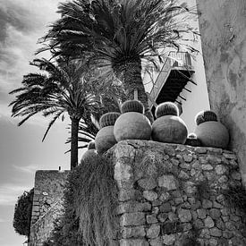 Palm trees in Ibiza Old Town by Cathy Janssens