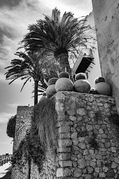 Palm trees in Ibiza Old Town