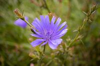 Macro fleur