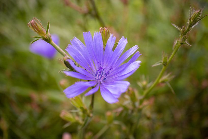 Macro fleur par By Karin