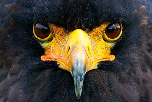 Bateleur by Willem Vernes