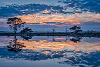 Blauwe uur in Dwingelderveld