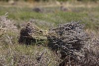 Lavendel oogst 1