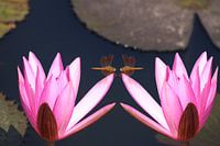 2 waterlelies (are you looking at me???) 