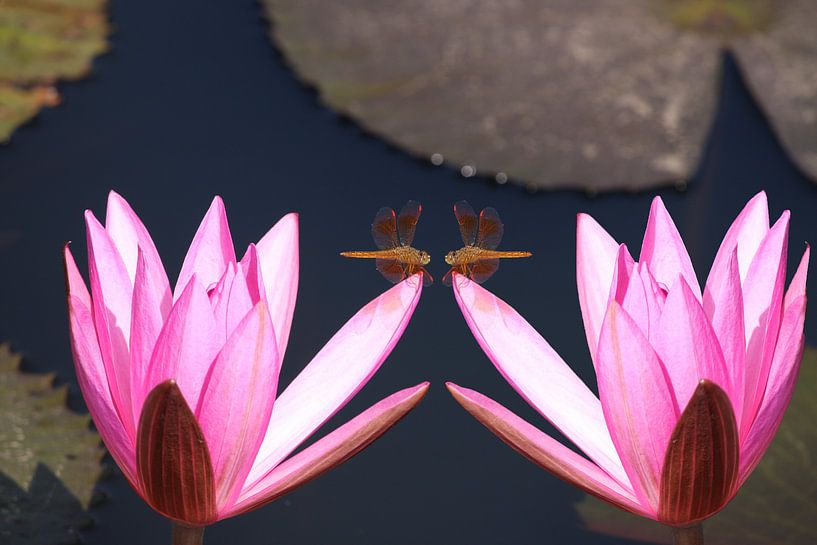2 waterlelies (are you looking at me???)  von Loraine van der Sande