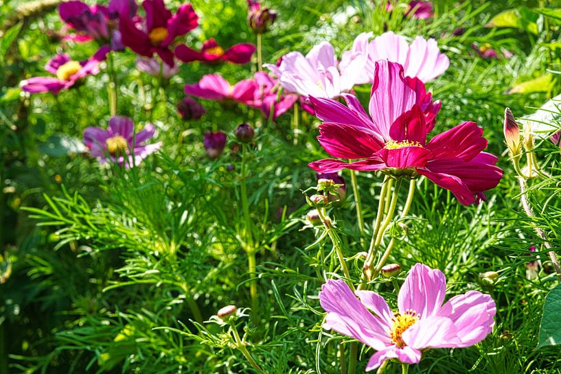 Rote Blume auf einer Blumenwiese mit grünen Vegitation im Hintergrund. von Martin Köbsch