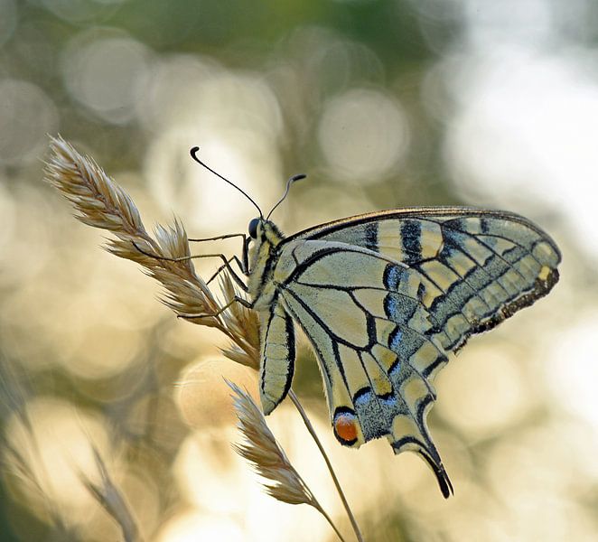 Schwalbenschwanz von Wiltrud Schwantz